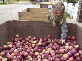 Everyone needs to harvest wild apples at least once in their lives.