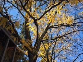 The honeylocust tree is never more delicate and glowing than in the autumn- with its golden leaves and ebony branches.