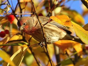 The House Finch was first recorded in the Ottawa district in 1977 and now is a regular sight at feeders and in city parks.