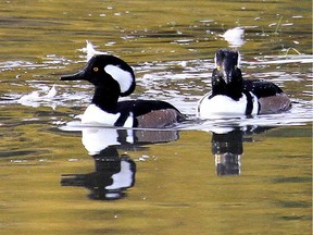 The Hooded Merganser is one of three species of mergansers that occur in our area during the fall.