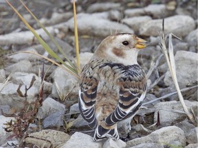 Snow buntings are now being reported from numerous areas.