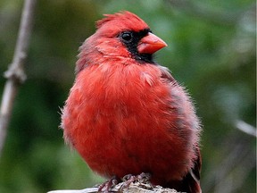 A few species of birds continue to sing in October including the Northern Cardinal.