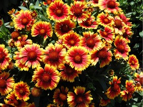 Blanket Flower is a prime plant for attracting butterflies.