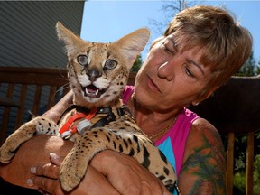 Margueret Lewis holds her female Serval cat named Koshi, 13 months, at her home in Carp.