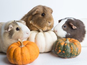 (L to R) Spring, Pippen and Squeak, three guinea pigs recently up for adoption at the Ottawa Humane Society. (Photo by Rohit Saxena)