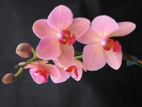The Orchid Society is hosting a talk on Saturday.