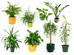 Turn your thoughts to indoor plants now.