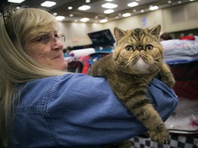 Cathy Buczek with Tulip, her exotic shorthair, at the Ottawa Valley Cat Show on Sunday, Oct. 30, 2016.