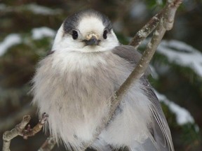 The gray jay is as Canadian a bird as it comes, writes David M. Bird.
