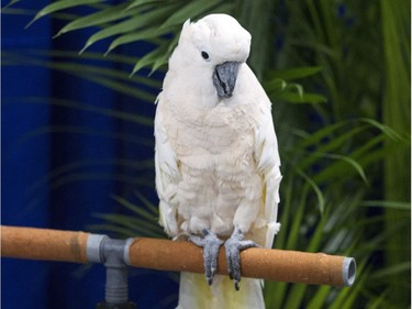 A white cockatoo sits on a stand watching people go by at the Ottawa Pet Expo at the EY Centre Sunday November 13, 2016.  Ashley Fraser/Postmedia