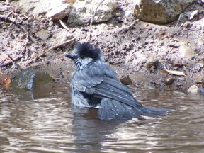 This gray jay needs a stylist. Credit:HarmonyonPlanetEarth/Flickr