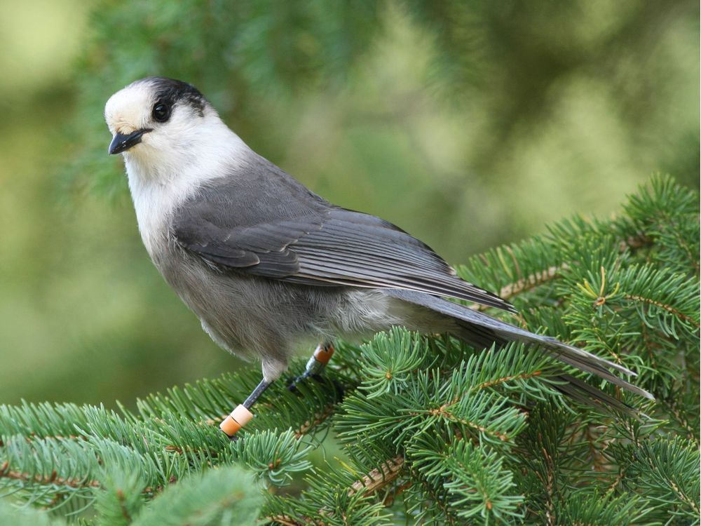 Canada's gray jay is a great national bird.