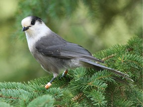 Canadian Geographic announced the gray jay as its recommendation for Canada's national bird.