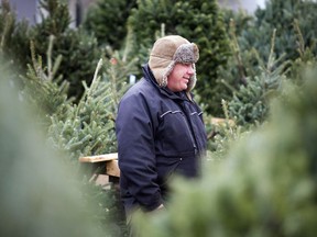 Fabian Taillefer stands in the "forest" of Christmas trees being sold by ByWard Market Trees on Saturday, Nov. 26, 2016.