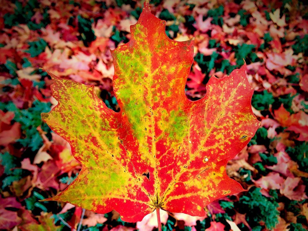 Why do leaves change colours? Scientists can't agree | Ottawa Citizen