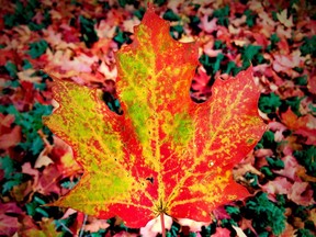 Thousands of years after humans first saw fall leaves change colour, the world's top planet scientists still can't agree on why it happens.