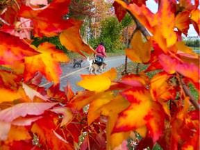 Fall leaves make for a colourful backdrop for folks going for a walk.