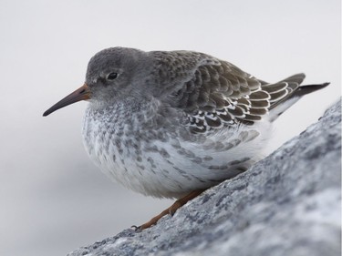 The Purple Sandpiper is the final shorebird to pass through our region during fall migration. This arctic breeder winters along the coast of northeastern North America.