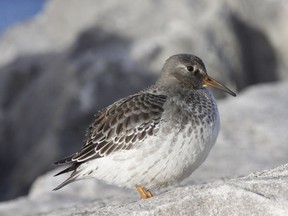 The Purple Sandpiper is the final shorebird to pass through our region during fall migration. This arctic breeder winters along the coast of northeastern North America.