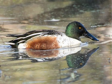 The Northern Shoveler is easily recognized by its large speculate bill which is well adapted for straining food from shallow waters.