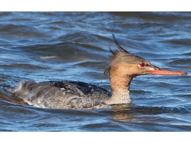 Watch for Red-breasted Mergansers along the shoreline of the Ottawa River.