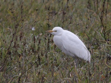 The Cattle Egret is a late fall wanderer into southern Canada. Watch for this species in farmland near livestock.