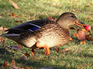 One of our most familiar wild ducks is the Mallard. This species eats a wide variety of food including crab-apples.