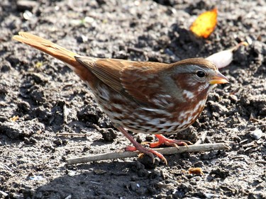 The Fox Sparrow is on of our larger sparrows and can be found in gardens  scratching busily in the leaf litter.