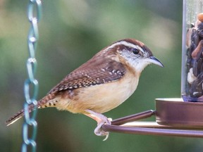 The Carolina Wren is at the north edge of its range in our region and has been reported by a number of feeder watchers. This species enjoys suet and sunflower seeds.