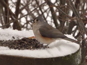 Carefully watch the bird activity at your feeder. You may have a Tufted Titmouse. They quickly come and go and are easily overlooked.