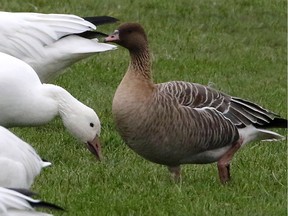 The first mega rarity of the fall was a Pink-footed Goose just east of Casselman. Interestingly this is the same location that one was found last fall.
