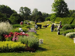 Friends of the farm volunteers at work in the perennial borders- June 2014.