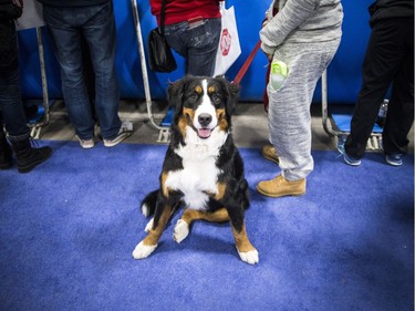 Juno a Bernese mountain dog sat patiently while his owner watched the Dock Dogs Diving Pool at the Ottawa Pet Expo at the EY Centre Sunday November 13, 2016.  Ashley Fraser/Postmedia