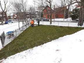 A crew from James Landscaping Co. in Arnprior lays sod at Dundonald Park in Ottawa Tuesday Nov 22, 2016.   Tony Caldwell