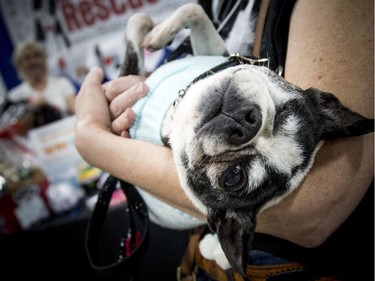 Lily a Boston terrier chihuahua was peeking with one eye at the noise of the camera while trying to have a little nap at the Ottawa Pet Expo at the EY Centre Sunday November 13, 2016.  Ashley Fraser/Postmedia