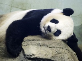 The Smithsonian National Zoo's Giant Panda Mei Xiang sleeps in the indoor habitat at the zoo in Washington.