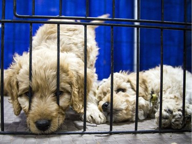 Miniature golden doodles puppies were heart melters at the Ottawa Pet Expo at the EY Centre Sunday November 13, 2016.  Ashley Fraser/Postmedia