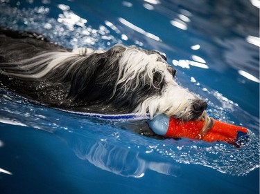 Rideau River DockDogs host a competition to see what dog could launch off the dock into the diving pool the and make it the furthest at the Ottawa Pet Expo at the EY Centre Sunday November 13, 2016.  Ashley Fraser/Postmedia