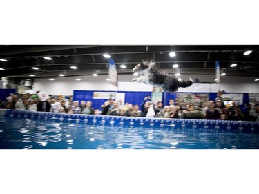 Rideau River DockDogs host a competition to see what dog could launch off the dock into the diving pool the and make it the furthest at the Ottawa Pet Expo at the EY Centre Sunday November 13, 2016.  Ashley Fraser/Postmedia