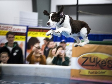 Rideau River DockDogs host a competition to see what dog could launch off the dock into the diving pool the and make it the furthest at the Ottawa Pet Expo at the EY Centre Sunday November 13, 2016.