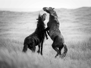 The Wild Horses of Sable Island' Photographic Exhibit by Sandy Sharkey on Until Jan. 8.
