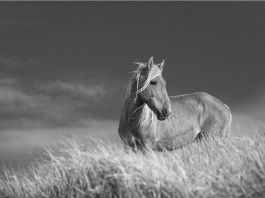 The Wild Horses of Sable Island' Photographic Exhibit by Sandy Sharkey on Until Jan. 8.