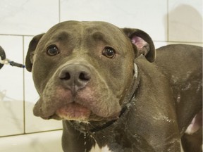 Bless, an American Pit Bull Terrier, is treated to a free grooming session by Anna Maria Ranieri at Pampered Pets in Montreal, Sunday, September 25, 2016. Montreal city council is expected to vote on a bylaw that would ban new pit bulls in the city on Monday, Sept 26. THE CANADIAN PRESS/Graham Hughes ORG XMIT: GMH203