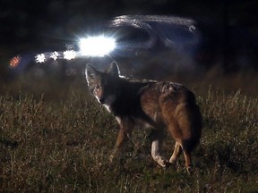 File photo of a wild coyote in field near Hunt Club Road