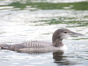 A grey loon on Lake Kashagawigamog, Haliburton, On.