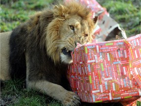Animals opening presents is the cutest thing you'll see today.