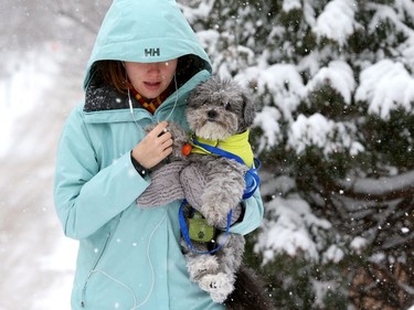 Courtney Pollard warms the paws of Wembley, her nine-year-old Schnauzer, who didn't care for the 16 centimetres of snow that fell Monday (December 12, 2016) while on their morning walk along Range Road.