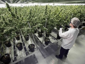 This file photo taken on December 5, 2016 shows Tweed employee Ryan Harris trims plants inside the Flowering Room with medicinal marijuana at Tweed INC. in Smith Falls, Ontario.