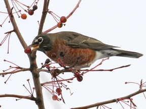 A small number of American Robins regularly overwinter in the Ottawa area and with berries being plentiful this fall-early winter don't be surprised if you see a small group of robins.