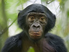 A five-year-old bonobo photographed at the Kokolopori Bonobo Reserve in the Democratic Republic of Congo.